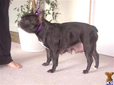Dogs for Sale in NV